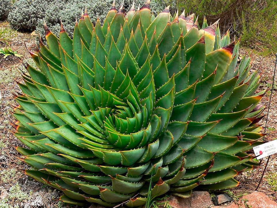 Aloepflanze, kreisförmig, mit vielen Blättern, die wie die Blätter einer Blume angeordnet sind.