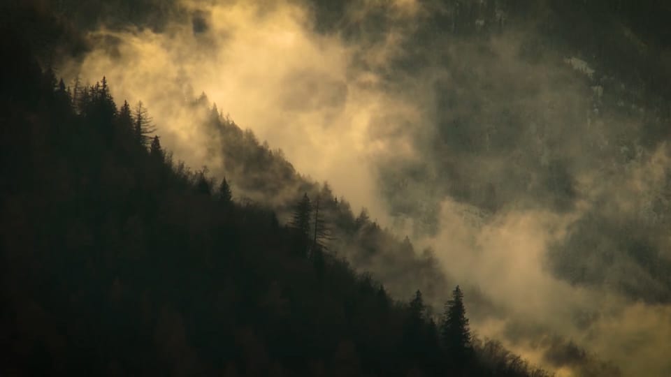 Wald in Nebelschwaden