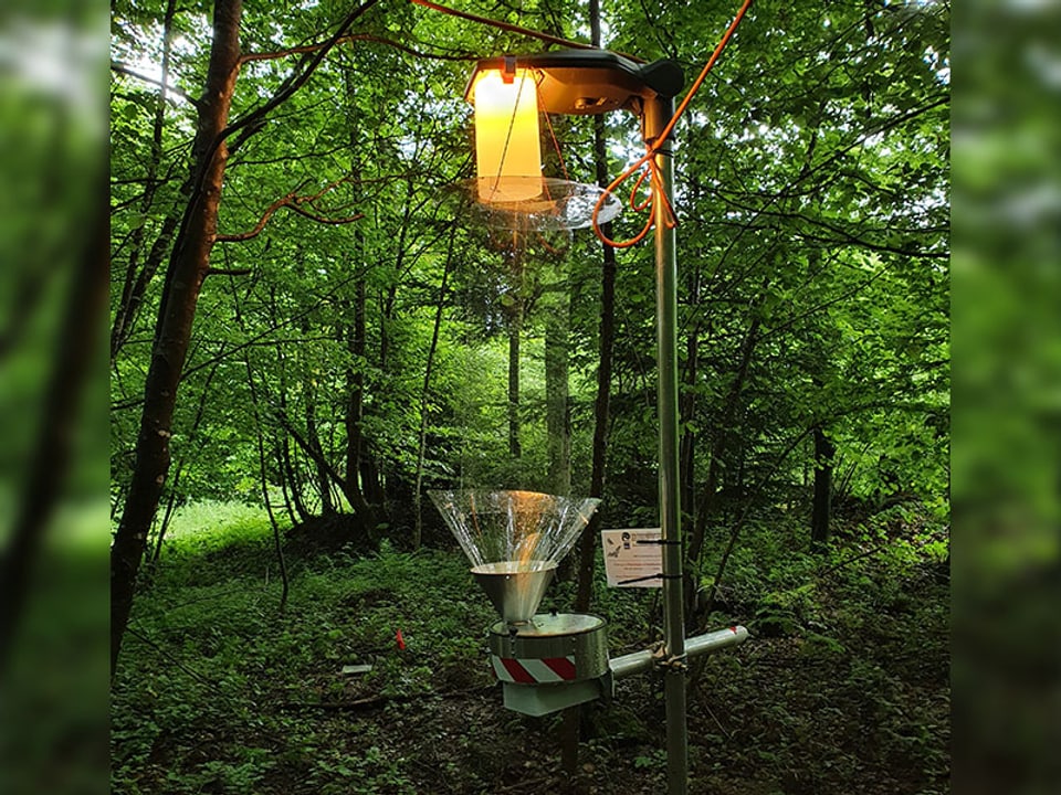 Insektenfalle mit Lampe im Wald.
