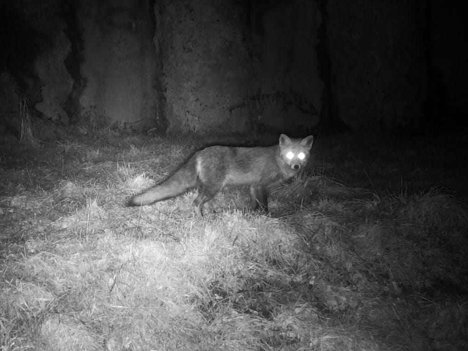 Aufnahme aus dem Monitoring: Fuchs huscht vorbei