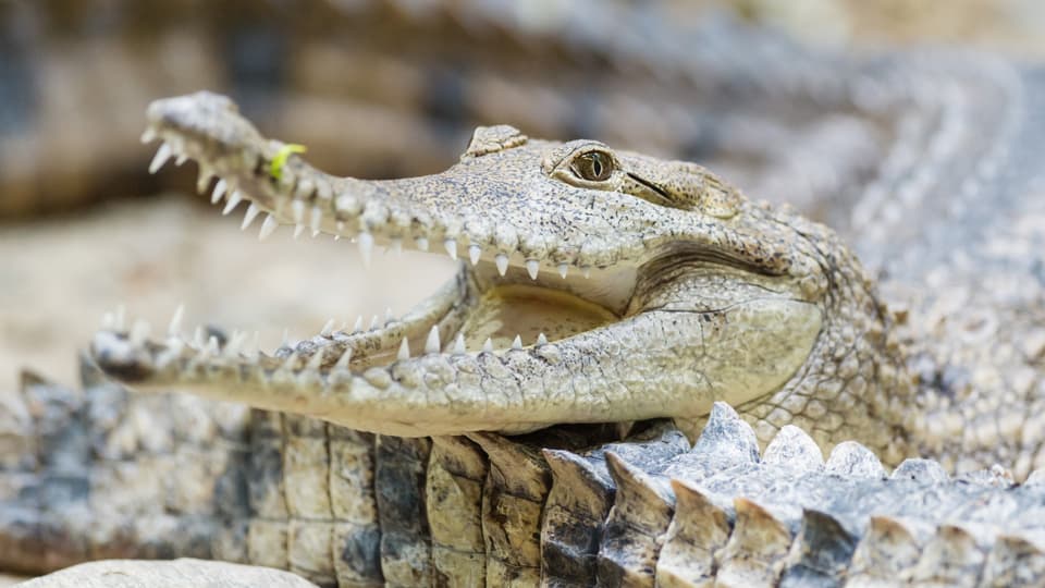 Kopf eines Krokodils mit geöffnetem Maul.