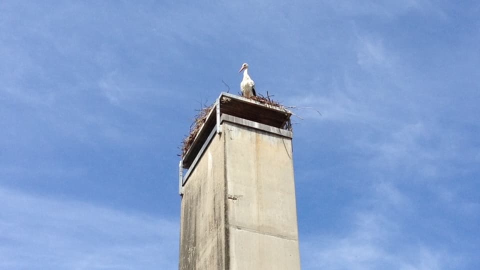 Ein Storch guckt herunter vom Kamin des Schulhauses