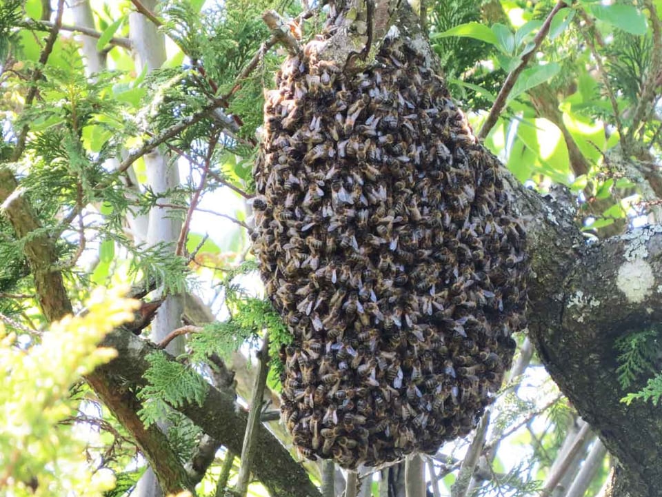 Bienen hängen in einer Traube an einem Baum