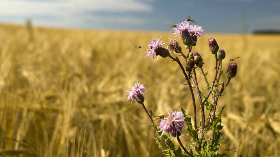 Bienen sitzen auf einer Distel im Getreidefeld.