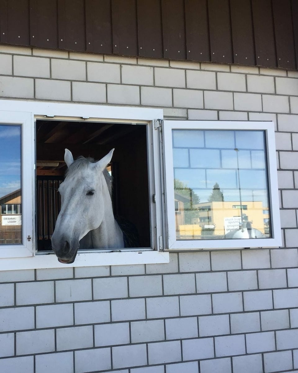 Pferd schaut aus dem Fenster.