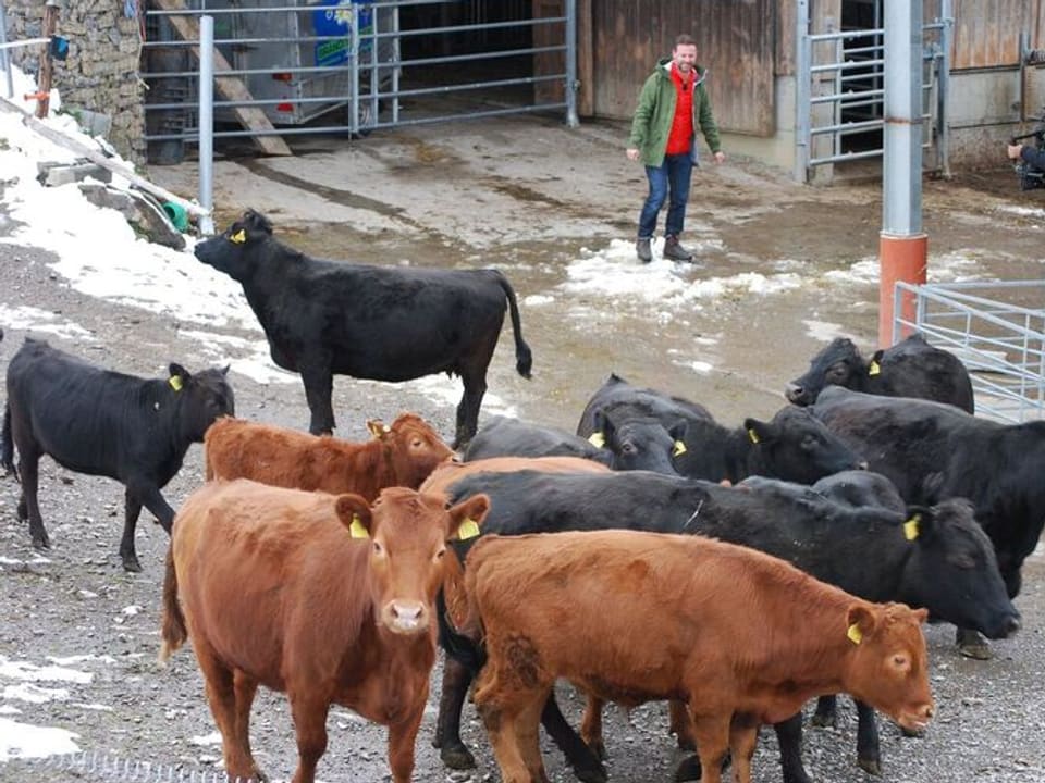 Eine Gruppe von Dexter-Rindern auf einem Bauernhof. 