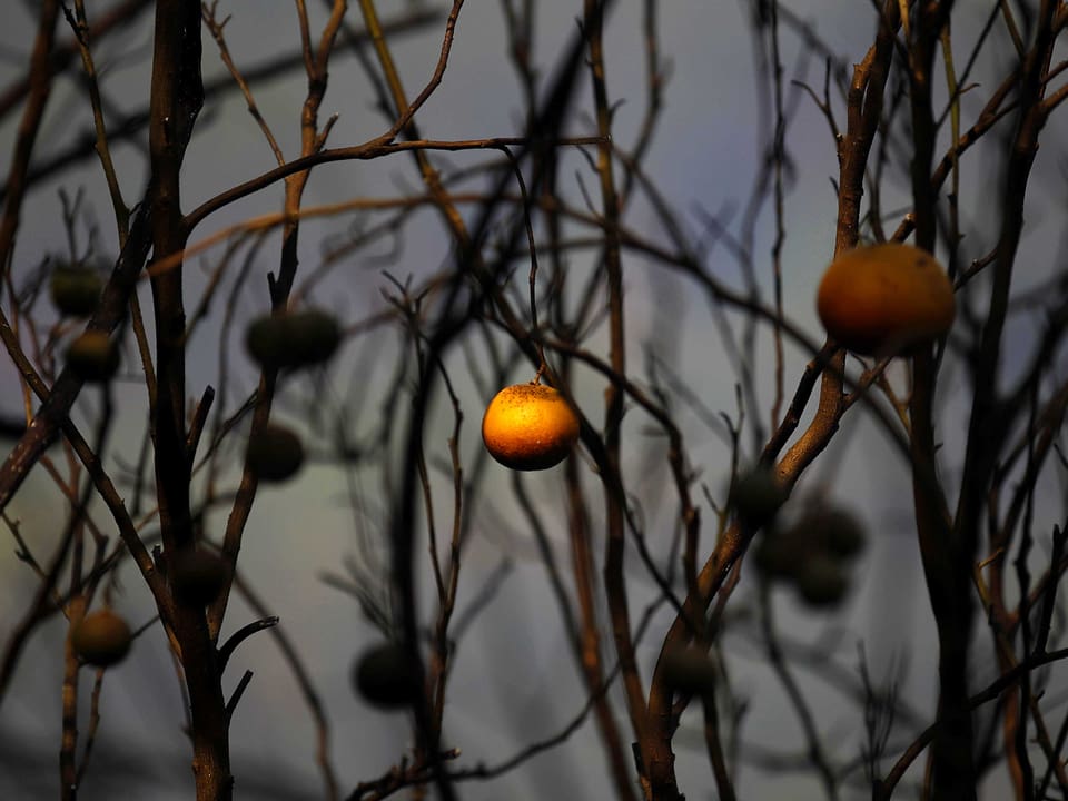 Verkohlte Orangenbaumzweige. An einem Zweig hängt eine unversehrte Orange.