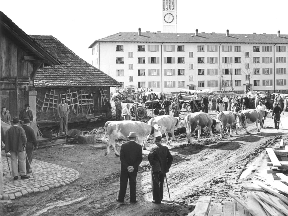 Kühe gehen weg von einem Stall, im Hintergrund ein Wohnblock