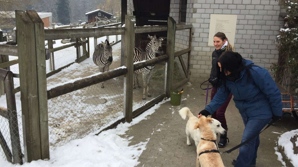 Zebras und Hunde im Walter Zoo.