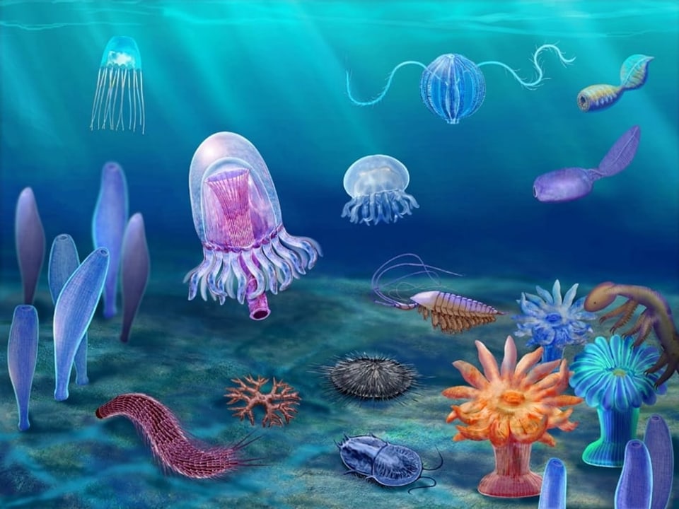 Zeichnung von Quallen, Seeanemonen und anderen Tiere im Wasser