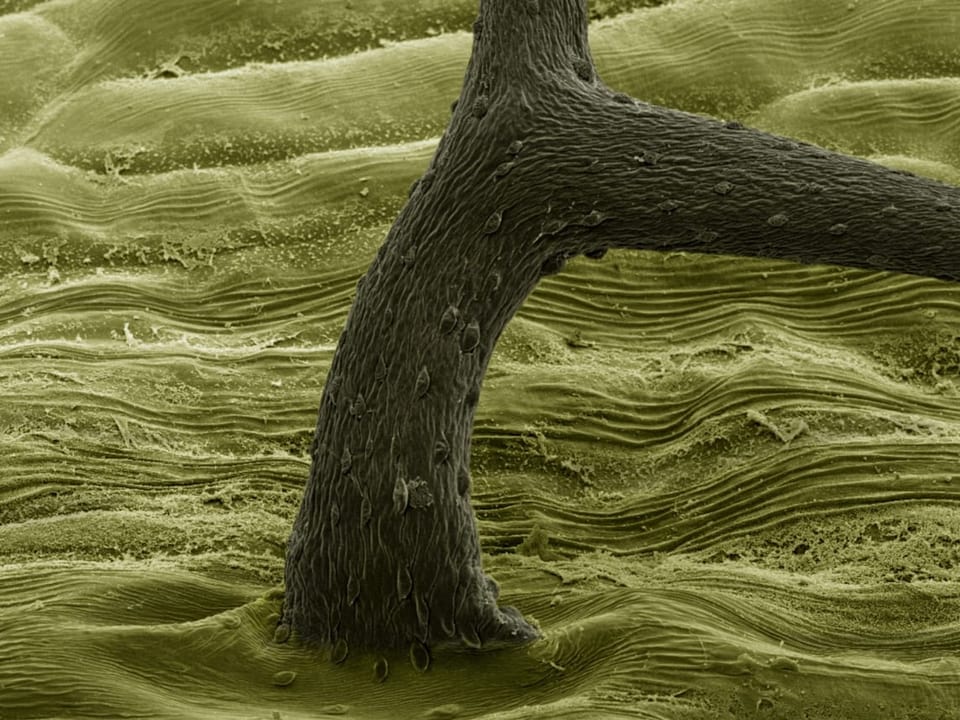 Ein Pflanzenhaar, grün mit Zweigen, fast wie ein Baum 