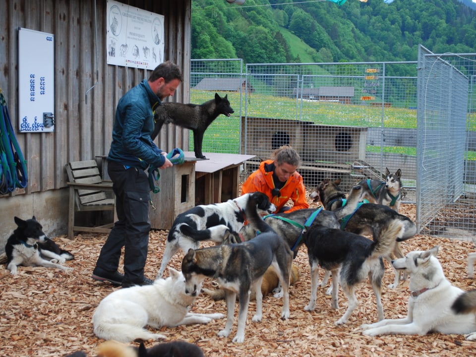 Nik Hartmann besucht einen Hundehalter mit 45 Huskies. 