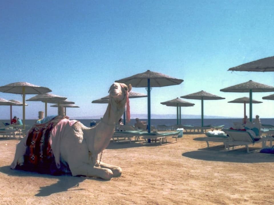 Ein Kamel am Strand von Hurghada, 1998.