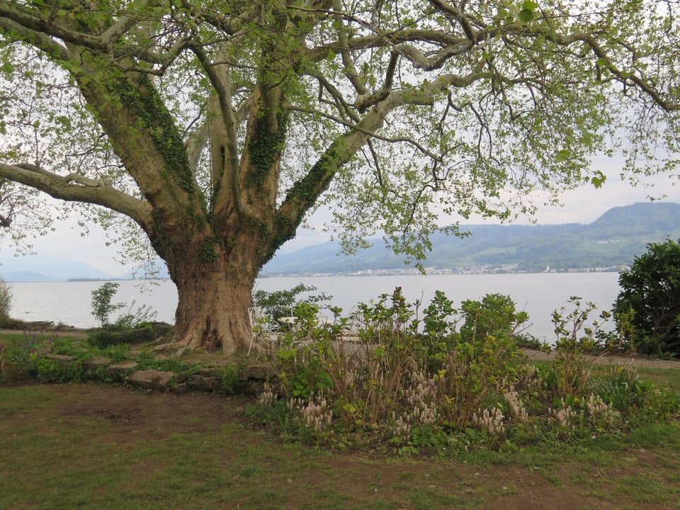 Ein Garten mit Blumen, hinter dem der See sichtbar ist.