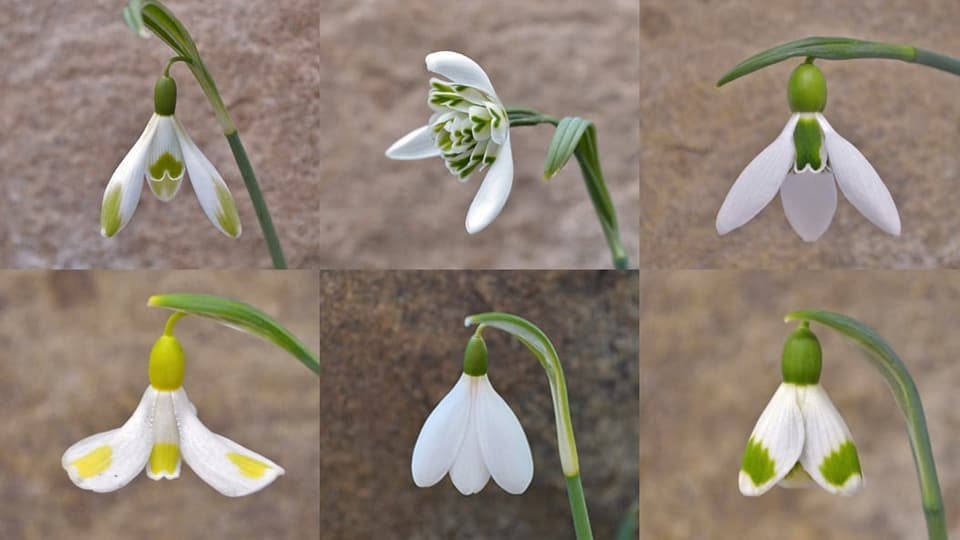 Verschiedene Schneeglöckchen