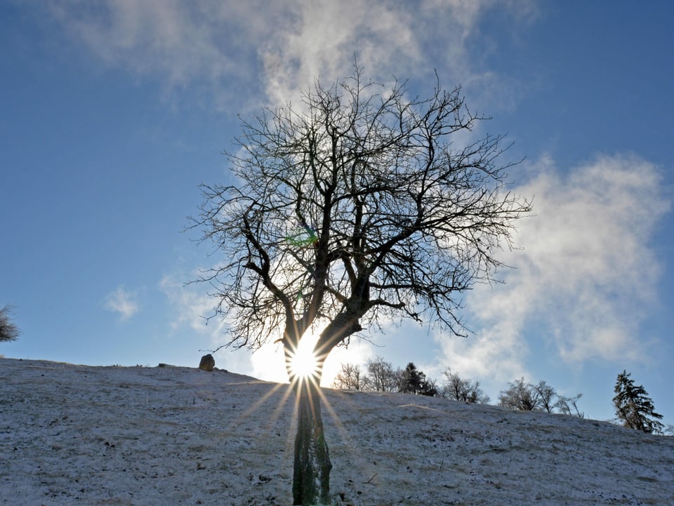 Schäumchen Schnee in Passwang/SO. Dazu die Sonne, welcher durch eine Baumgabelung scheint.