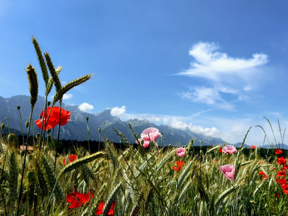 Im Vordergrund rosa und rote Mohnblumen in einem Kornfeld, im Hintergrund der Niesen und ein paar dünne Wolken.