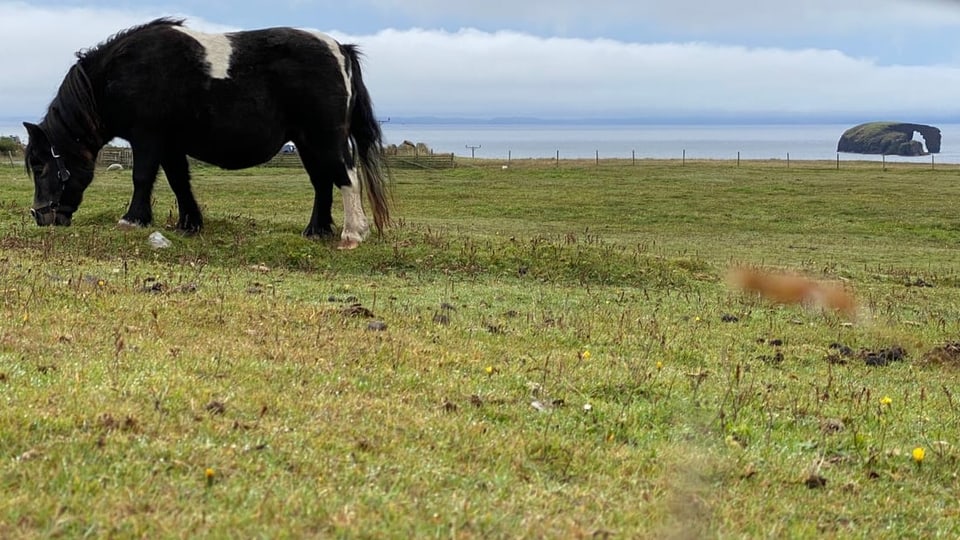Ein schwarzes Pony steht auf einer grünen Wiese und frisst Gras