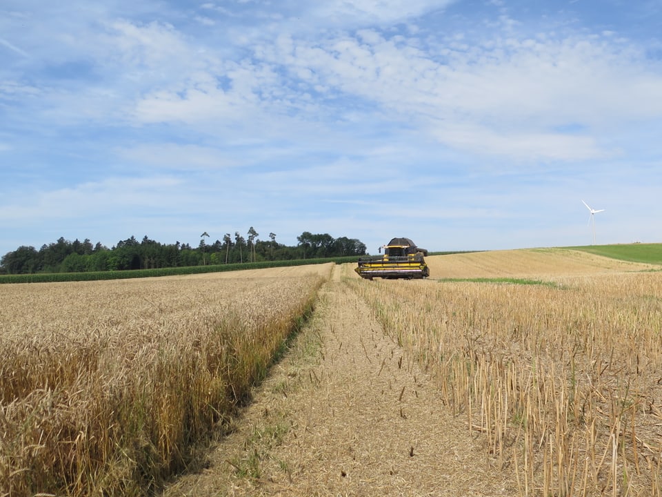 Ein Mähdrescher fährt über ein Getreidefeld und zieht eine lange Spur ins Feld.