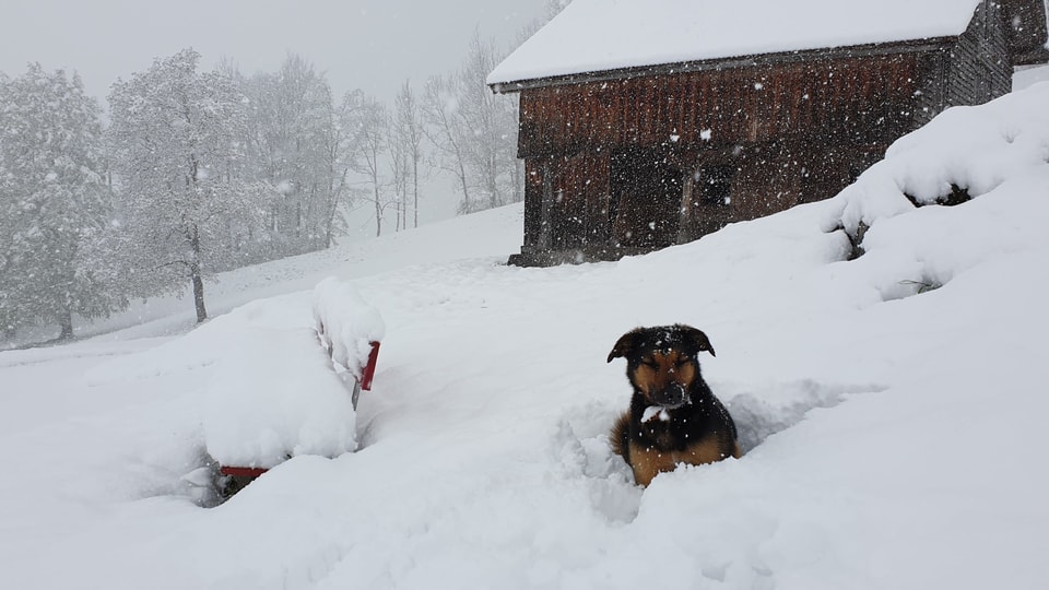 Ein Hund sitzt im Schnee.
