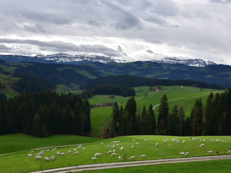 Hügel mit Wiesen und grasenden Schafen. Im Hintergrund Schneeberge unter grauem Himmel.