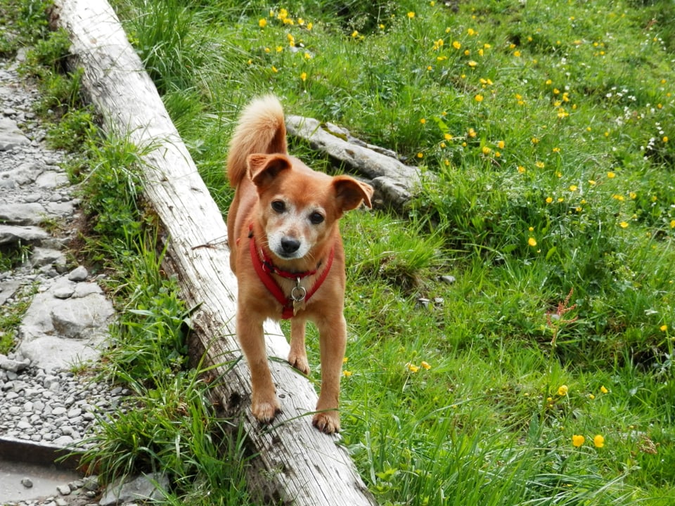 Hund auf einem Pfad in den Alpen.