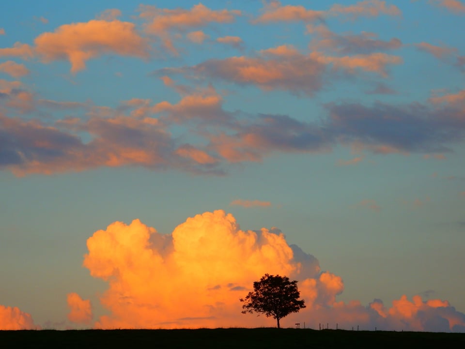 Ein Baum alleine Auf einem Grat, dahiner die Wolken.