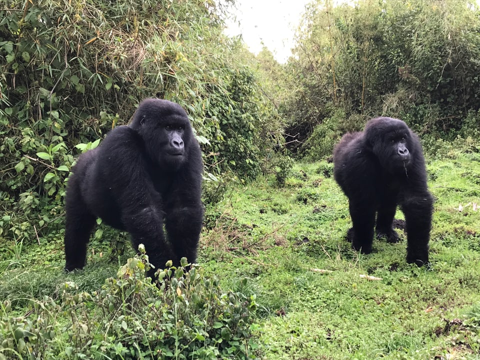 Zwei Gorillas nebeneinander auf allen Vieren, typisch mit ihren geballten Fäusten im Gras, schauen neugierig hoch.