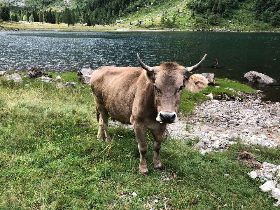 Ein Kuh auf der Weide vor einem Alpsee.