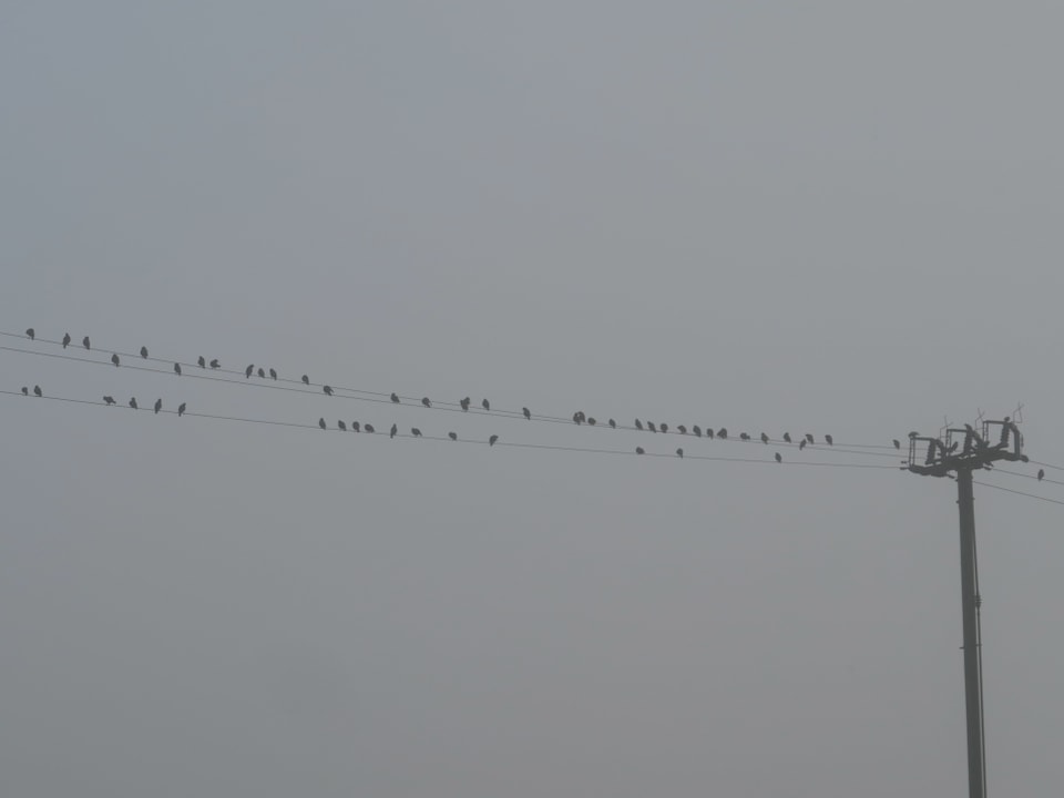 Vögel auf einer Stromleitung im Nebel.