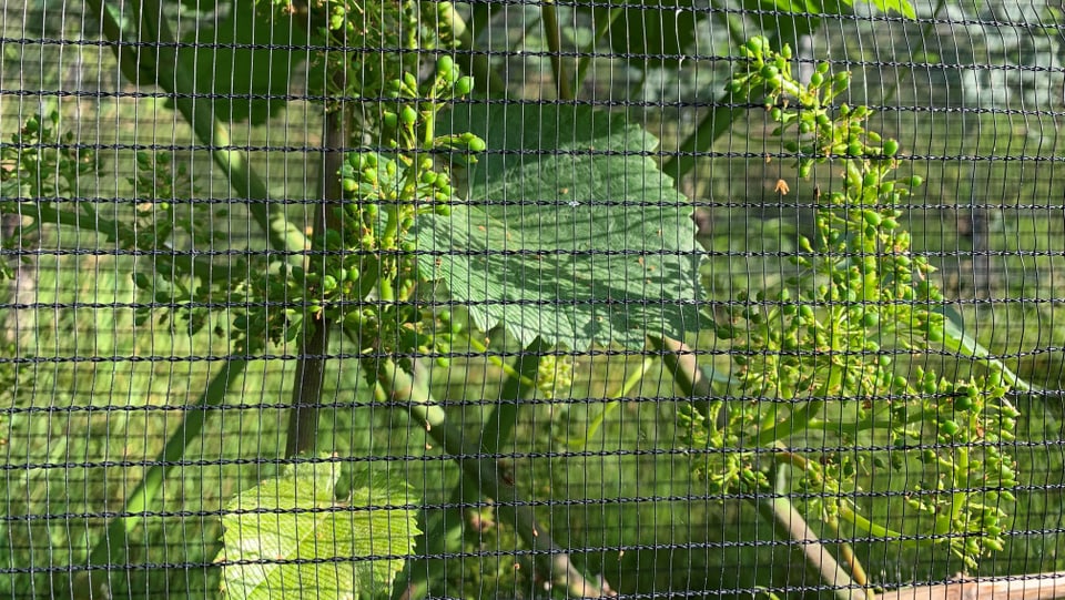 Zur Zeit sind die Weintrauben nach der Blüte so gross wie ein Griesskorn.