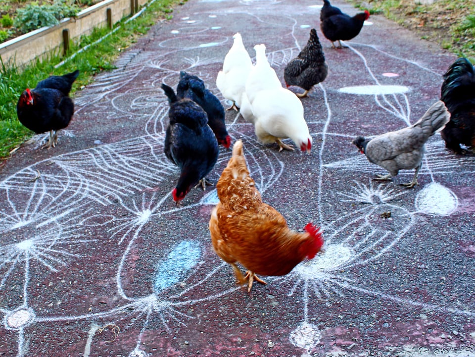 Foto: Hühner gehen auf einem Boden, der mit Kreide bemalt ist.