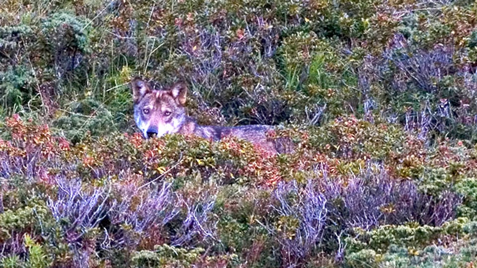 Wolf schaut aus Büschen hervor