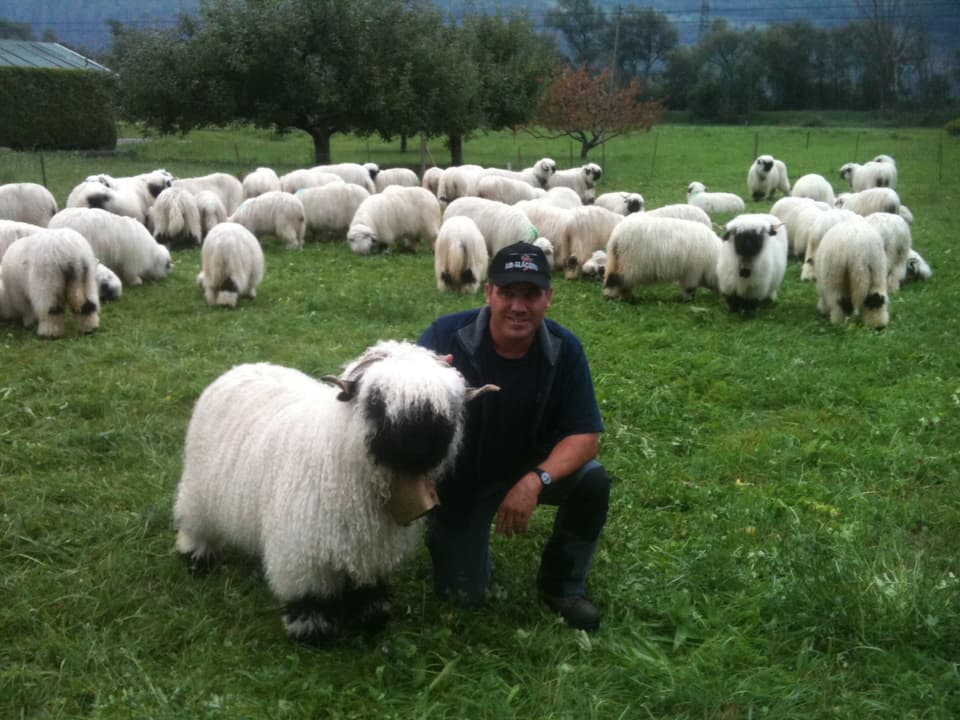 Daniel Steiner umgeben von seinen Schafen.