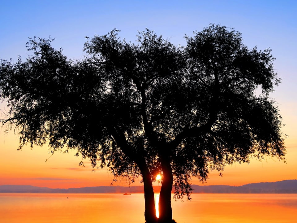 Salavaux/VD: Sonnenuntergang am Murtensee. In der Mitte ein Baum mit zwei Stämmen und die Sonne genau dazwischen.