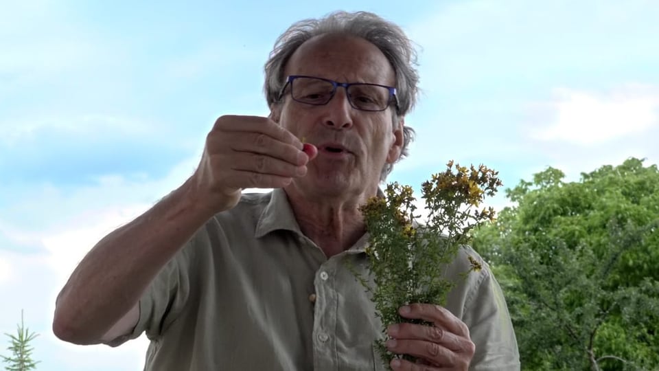 älterer Mann mit Brille hält Kraut, verreibt etwas mit den Fingern.