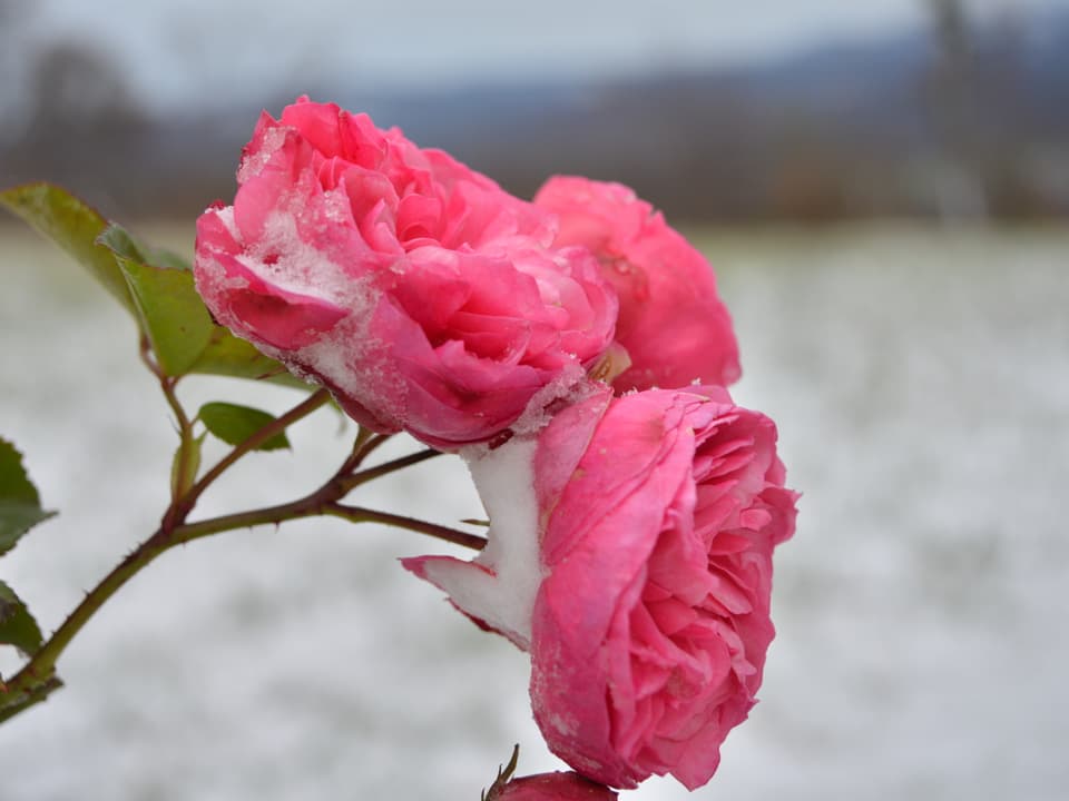 Rosenblüten mit Schnee bedeckt