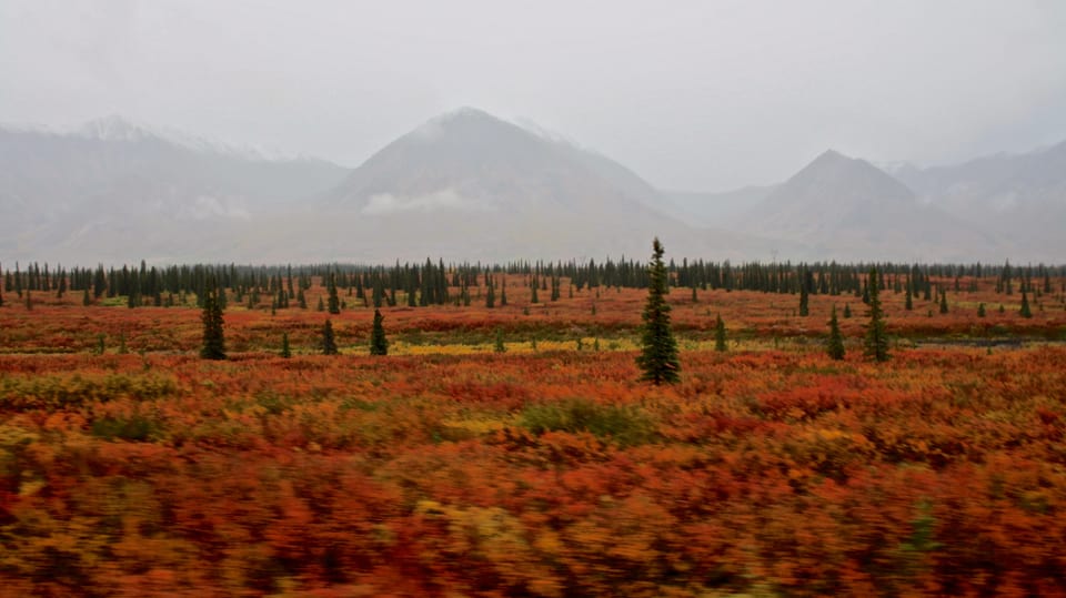 Rotfarbene Hochebene in der Nähe des Denali-Nationalparks in Alaska.