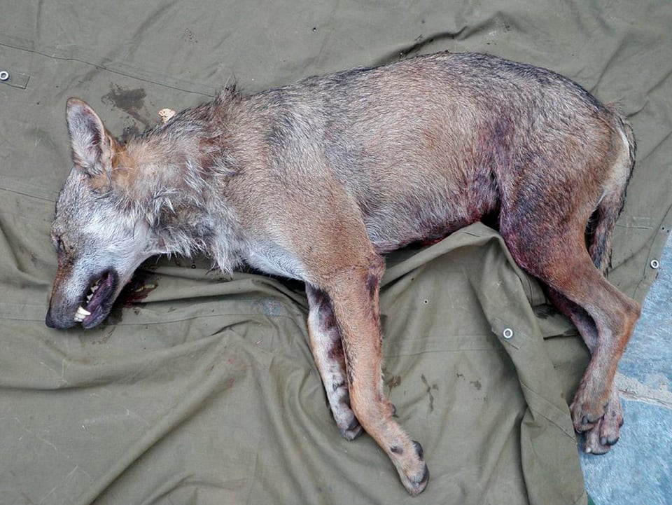 Ein toter Wolf liegt auf einem Tuch am Boden