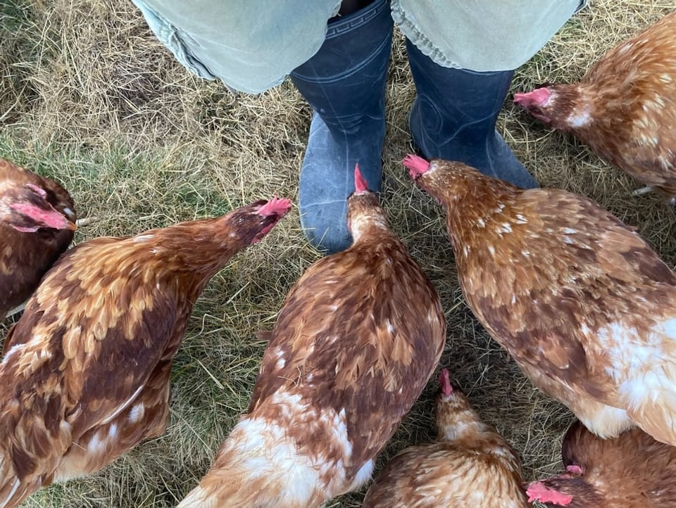 Hühner picken an Gummistiefeln
