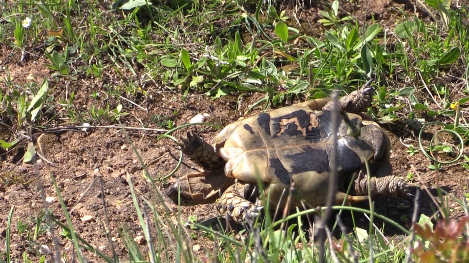 Schildkrötenmännchen liegt auf dem Rücken