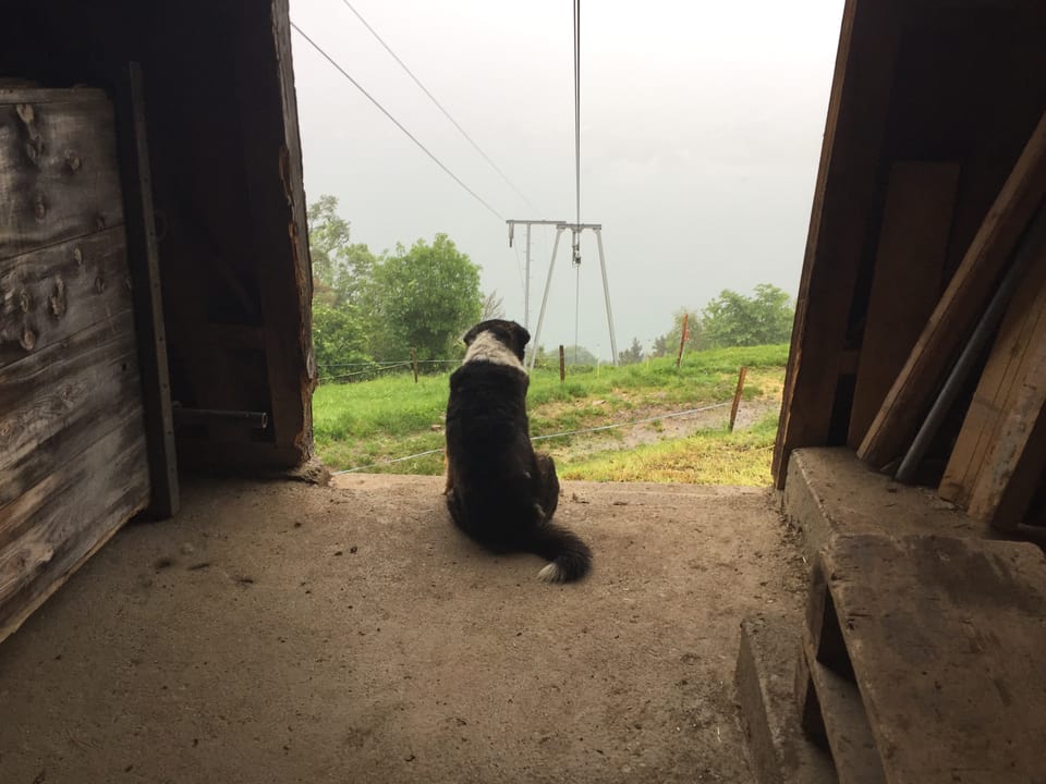 Hund blickt in die Landschaft