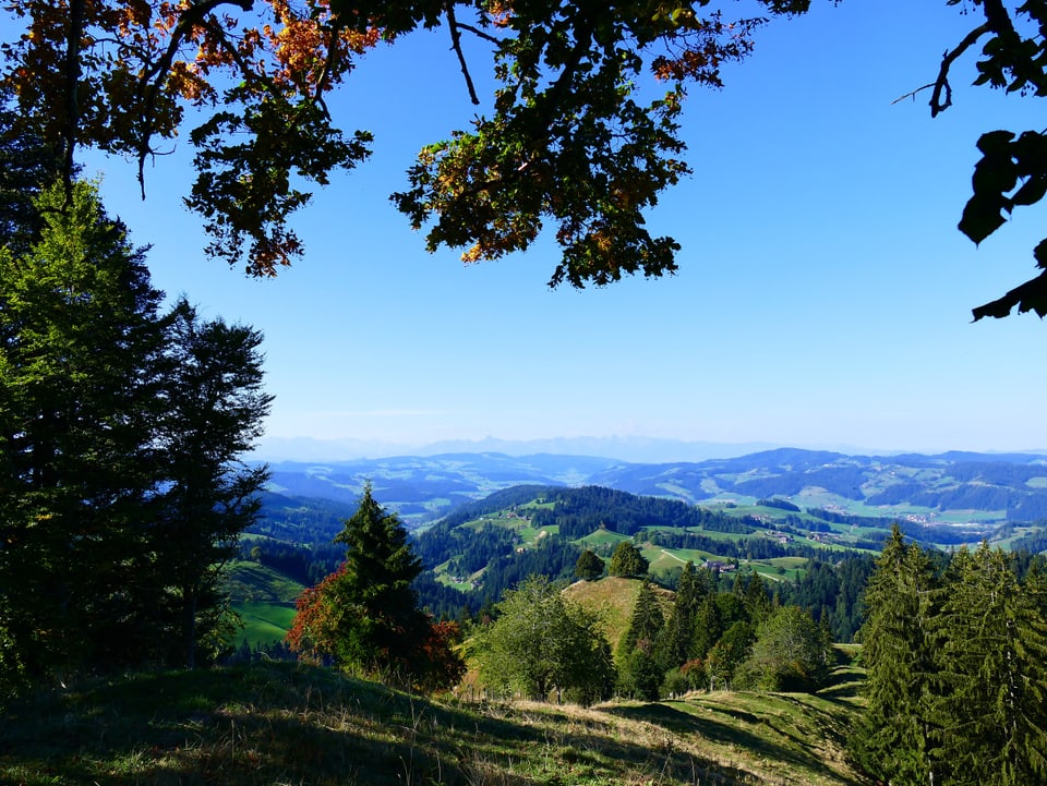 Chüenihüttli bei Gohl/BE aussicht auf eine hügelige Landschaft mit tannen und grünen Rasenflächen. Zum Teil hat es auch rot verfärbte Laubbäume dazwischen.