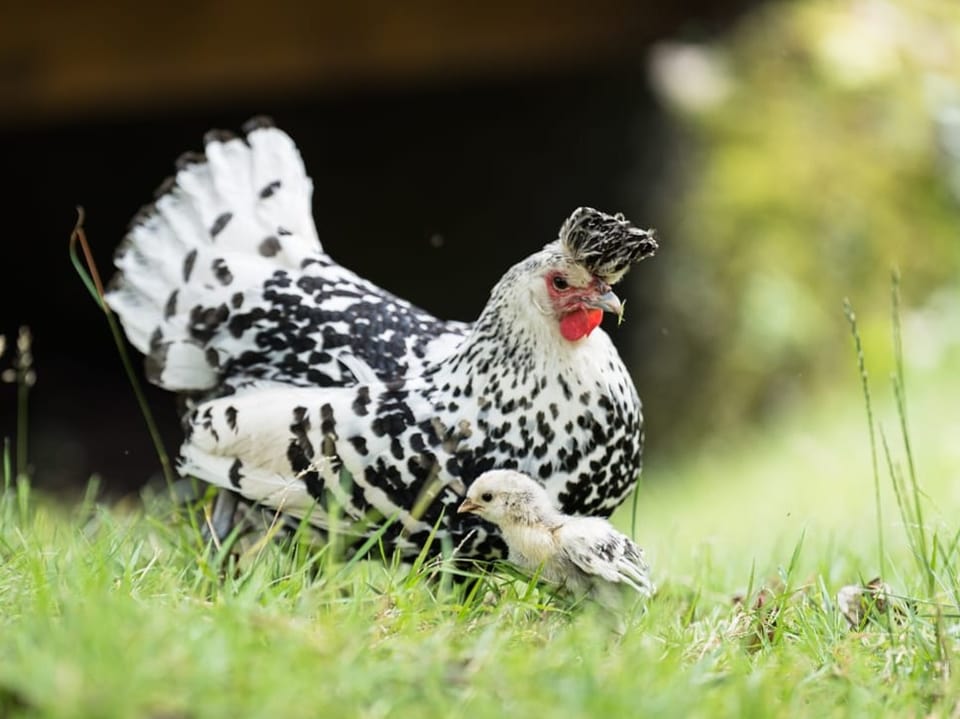 Ein schwarz-weiss gefiedertes Huhn mit einem Küken im Rasen.
