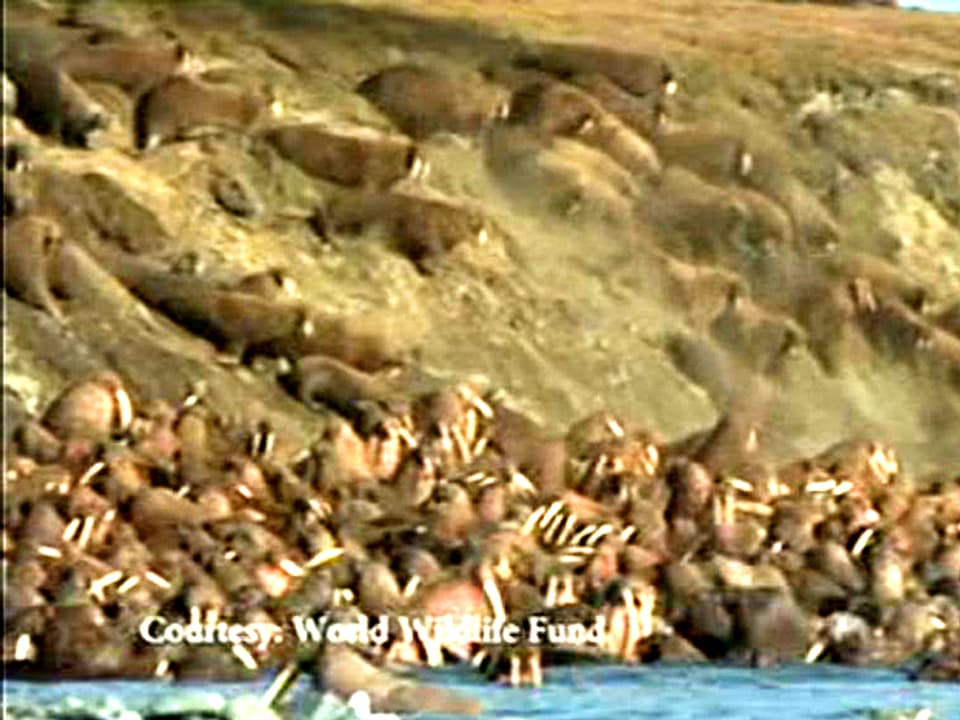 Walrosse tummeln sich zu Hunderten am schmutzigen Strand.