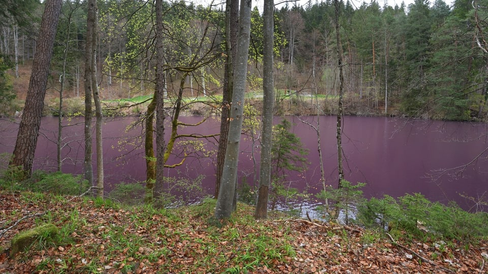 Ein Weiher mit lilafarbigem Wasser davor Bäume