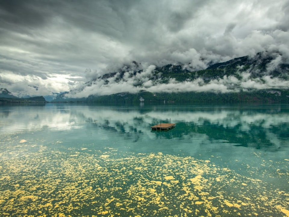 Gelber Pollenfilm über dem Wasser