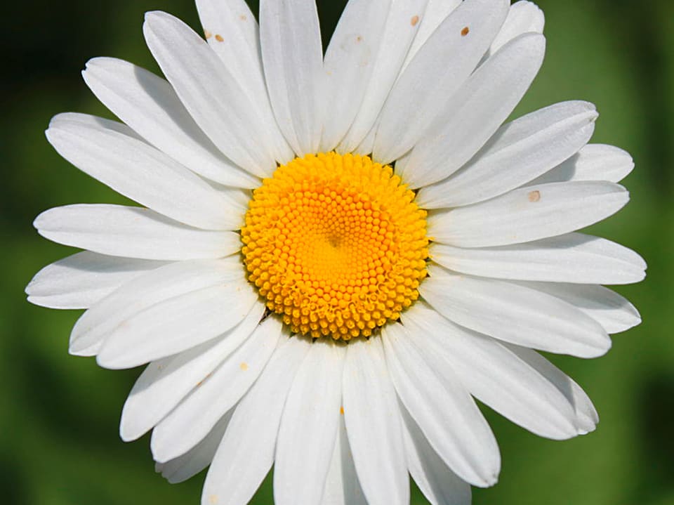 Margeriten-Blume