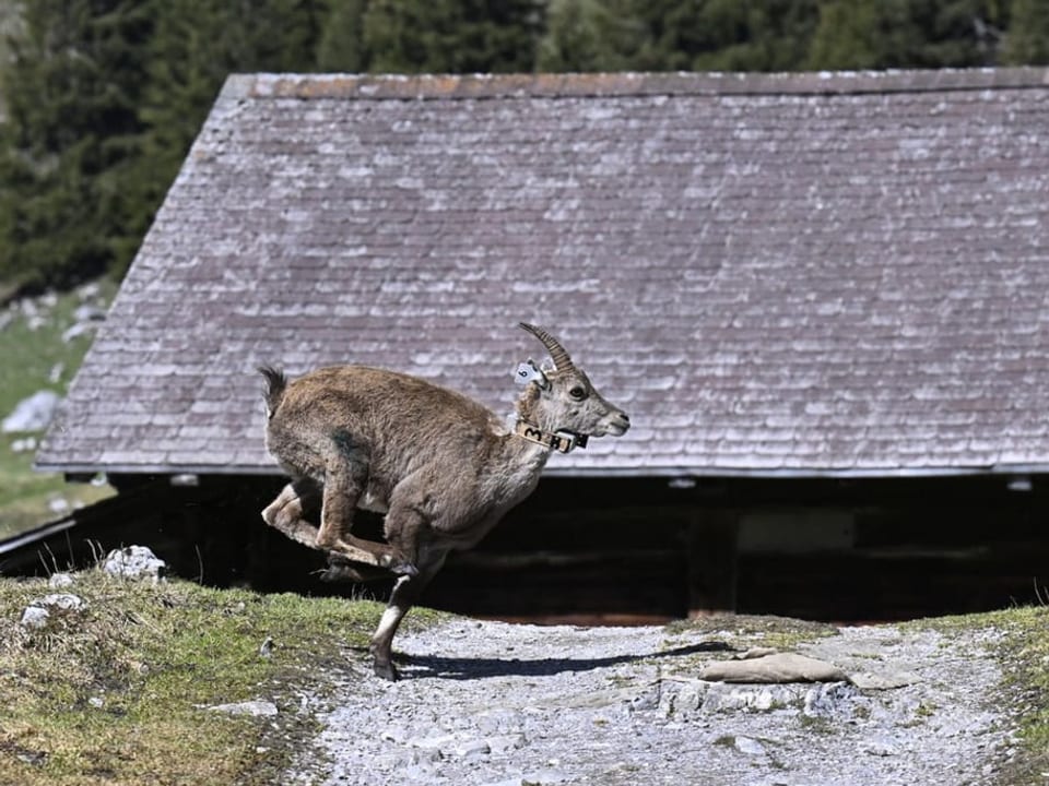 Steinbock