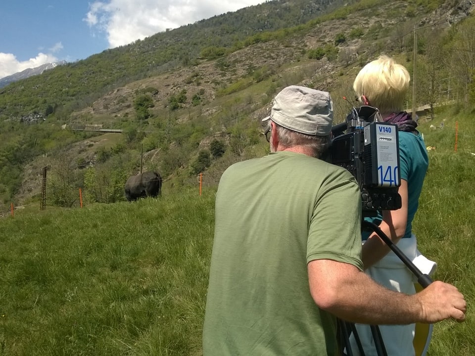 Ein Kameramann filmt Kühe, die von ihm wegschauen.